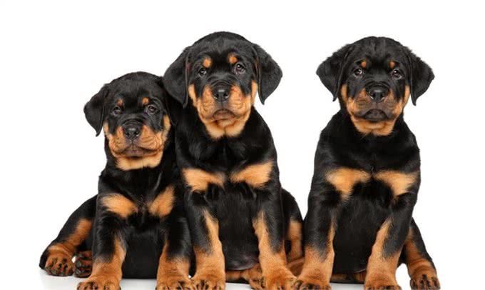 世界上最具有勇气和力量的犬种之一:最强防暴犬匹配最强咬合力