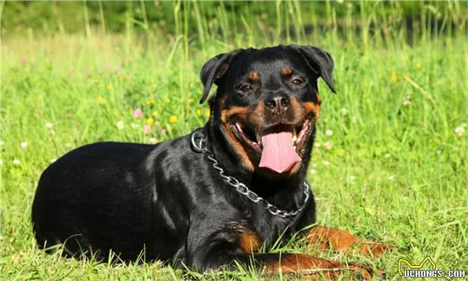 世界上最具有勇气和力量的犬种之一:最强防暴犬匹配最强咬合力