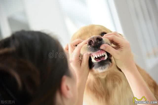 你家狗狗几岁了?