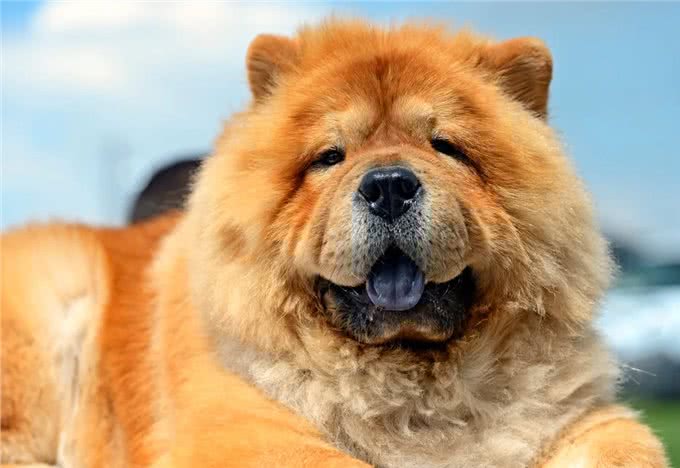 告诉你一个秘密:养狗，最好养松狮犬