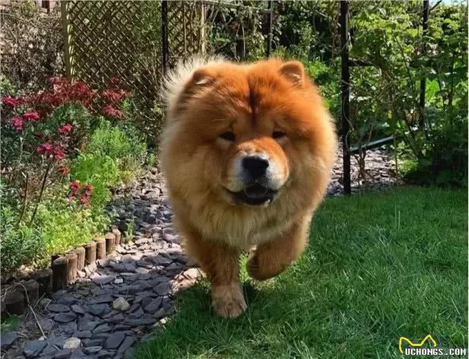 告诉你一个秘密:养狗，最好养松狮犬