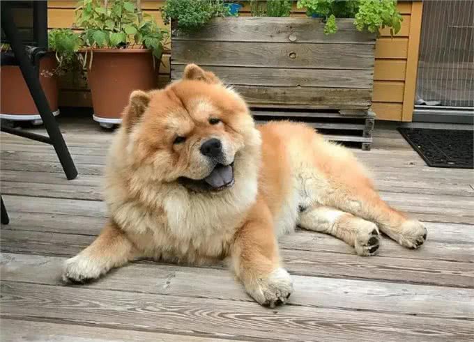 告诉你一个秘密:养狗，最好养松狮犬
