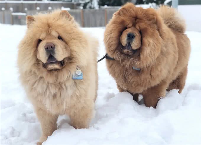 告诉你一个秘密:养狗，最好养松狮犬