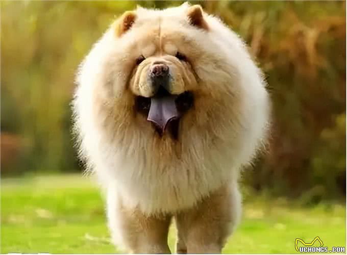 告诉你一个秘密:养狗，最好养松狮犬