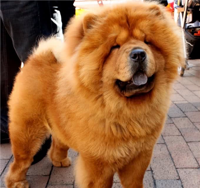 告诉你一个秘密:养狗，最好养松狮犬