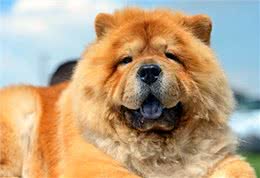 告诉你一个秘密:养狗，最好养松狮犬
