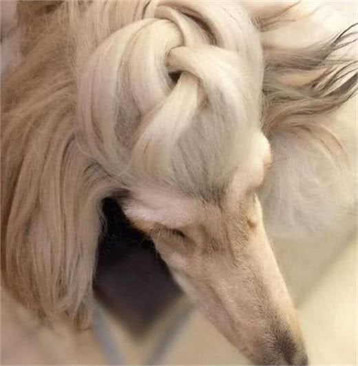 这只狗狗造型几乎没重样，看来选对主人很重要啊