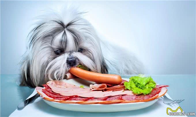 狗狗营养品有哪些狗狗吃什么食物比较好