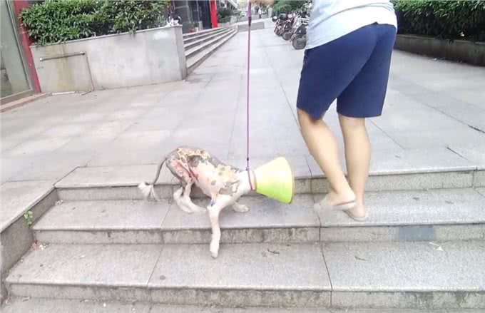 湖北:霸道边牧横着走?只因狗狗后腿被烫伤，伤口粘连没法正常走