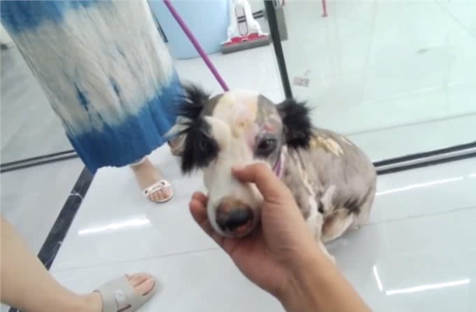 湖北:霸道边牧横着走?只因狗狗后腿被烫伤，伤口粘连没法正常走