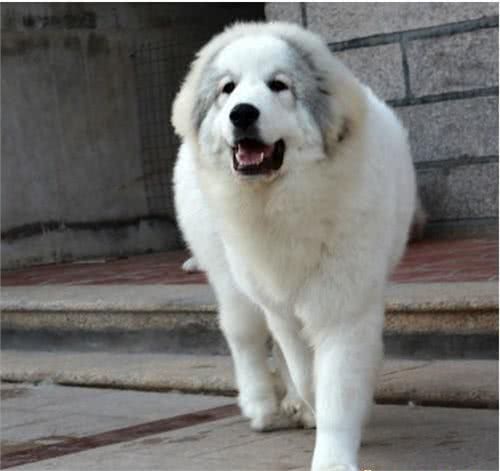 如何正确的饲养大白熊，大白熊犬几个月长大?