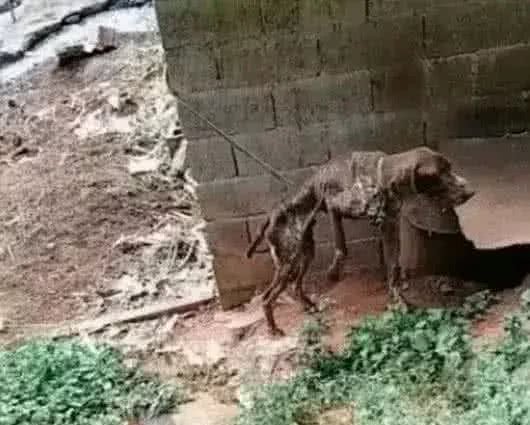 狗狗被绳子拴住，身上仅剩下一副骨架，每天靠着黑狗帮助生存