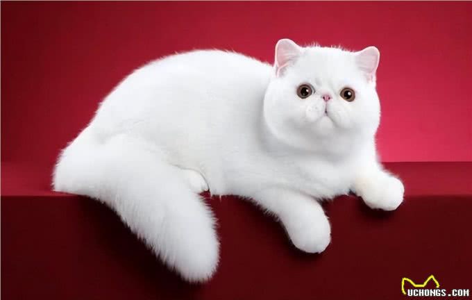 异国短毛猫的品种介绍