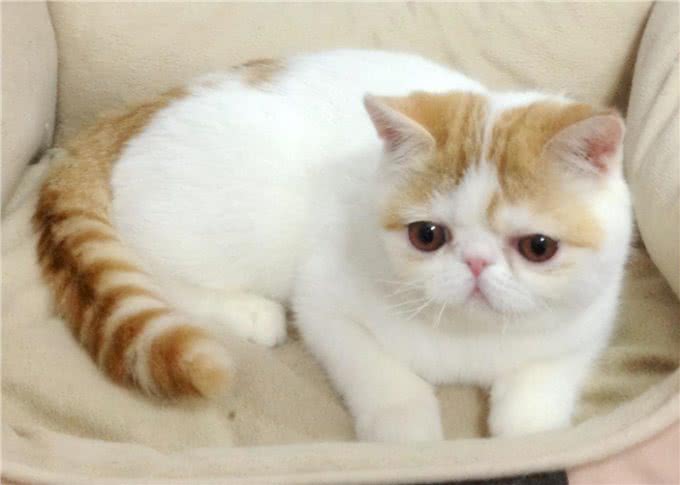 异国短毛猫的品种介绍
