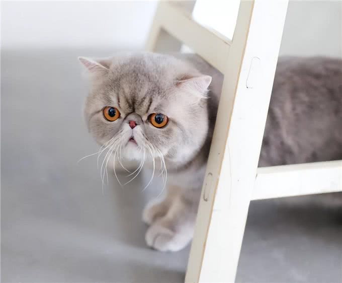 异国短毛猫的品种介绍