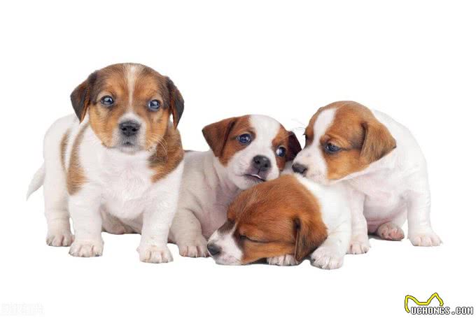 犬瘟热:了解、预防与治疗