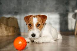 犬瘟热:了解、预防与治疗