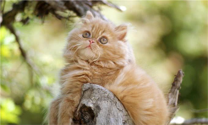 养猫的几个常识，知道了可以避免你焦虑，别忽略这些小事