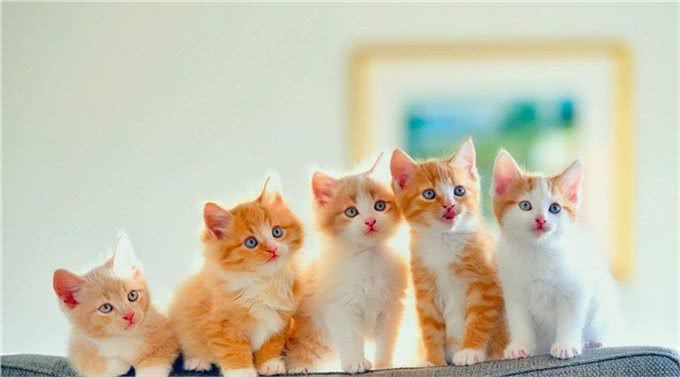 养猫的几个常识，知道了可以避免你焦虑，别忽略这些小事