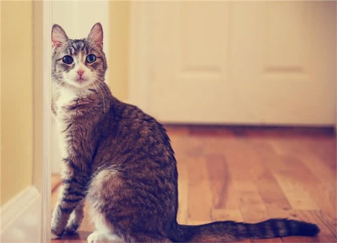 养猫的几个常识，知道了可以避免你焦虑，别忽略这些小事