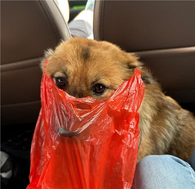 狗狗也会晕车?别慌,这里有解决办法!