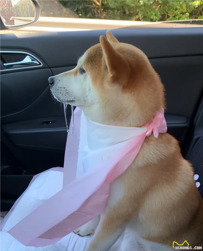 狗狗也会晕车?别慌,这里有解决办法!