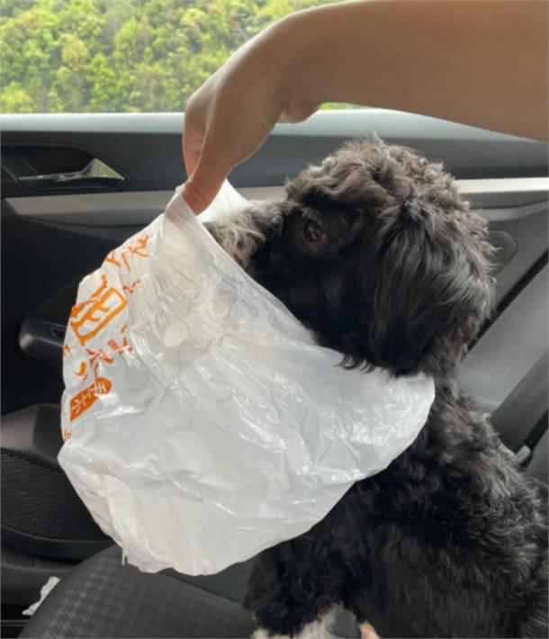 狗狗也会晕车?别慌,这里有解决办法!