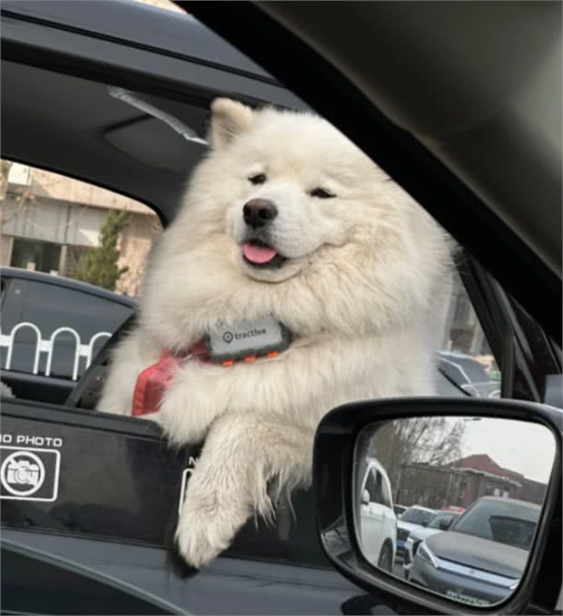 狗狗也会晕车?别慌,这里有解决办法!