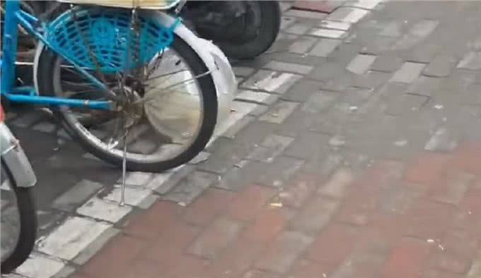 上海:年前名贵加菲猫被遗弃，送医后发现原因，幸好它也因祸得福