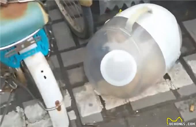 上海:年前名贵加菲猫被遗弃，送医后发现原因，幸好它也因祸得福