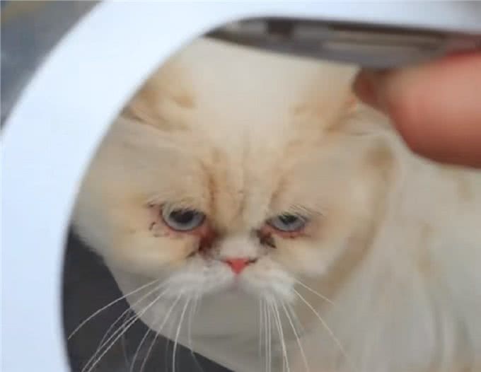 上海:年前名贵加菲猫被遗弃，送医后发现原因，幸好它也因祸得福