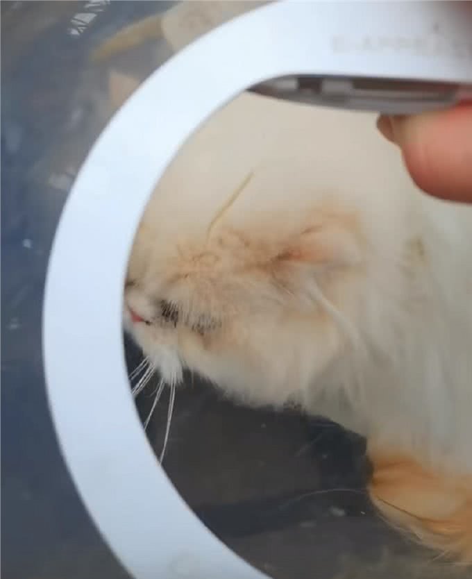 上海:年前名贵加菲猫被遗弃，送医后发现原因，幸好它也因祸得福