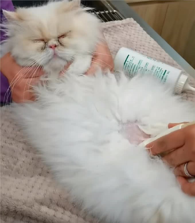 上海:年前名贵加菲猫被遗弃，送医后发现原因，幸好它也因祸得福