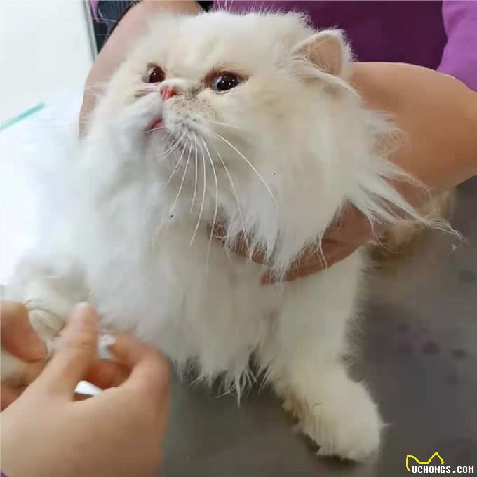 上海:年前名贵加菲猫被遗弃，送医后发现原因，幸好它也因祸得福
