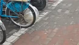 上海:年前名贵加菲猫被遗弃，送医后发现原因，幸好它也因祸得福