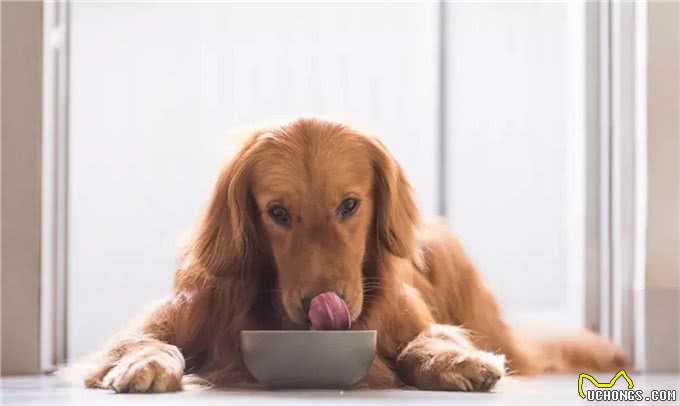 猫狗不能吃人类的食物，这是谣言?还是真的?