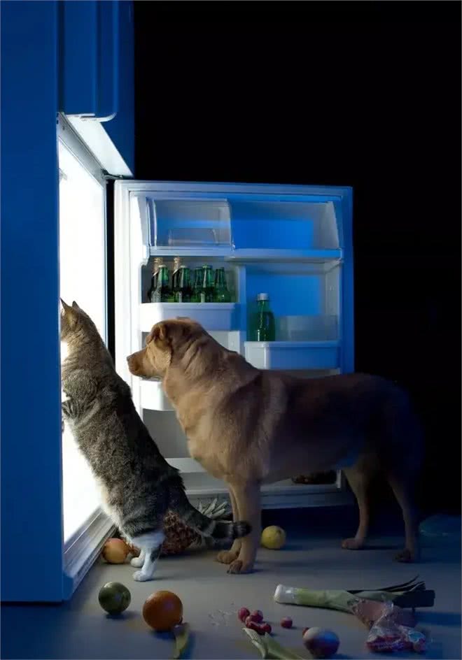 猫狗不能吃人类的食物,这是谣言?还是真的?