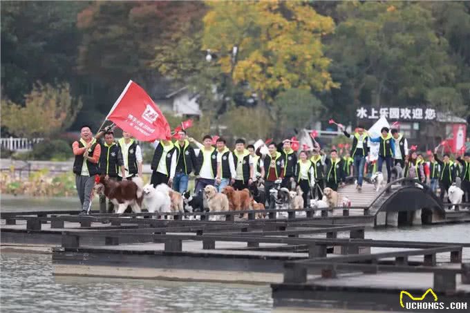 到底要不要给狗狗训练?训练会有什么好处
