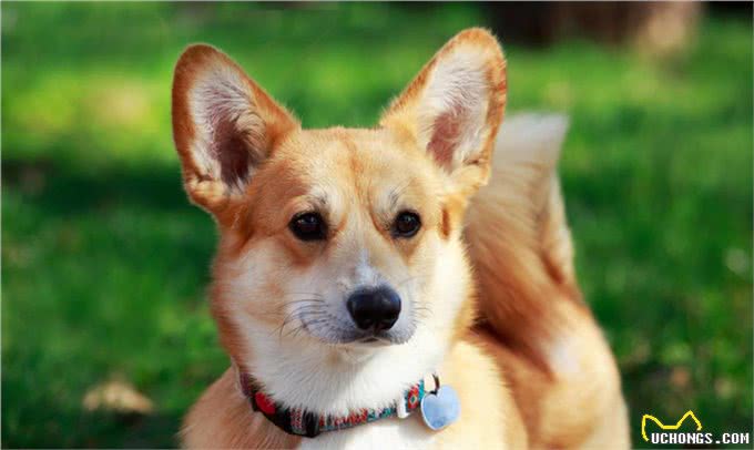 十个柯基九个串，养狗老手教你几个办法，迅速鉴别纯种柯基犬