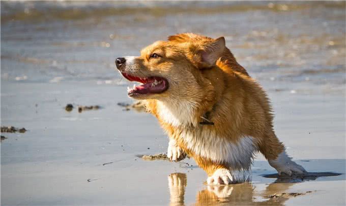 十个柯基九个串，养狗老手教你几个办法，迅速鉴别纯种柯基犬
