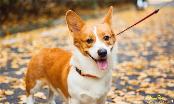 十个柯基九个串，养狗老手教你几个办法，迅速鉴别纯种柯基犬