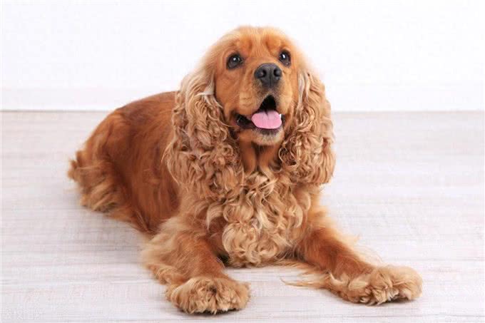 可卡犬VS金毛:选错宠物竟会让你追悔莫及的秘密!