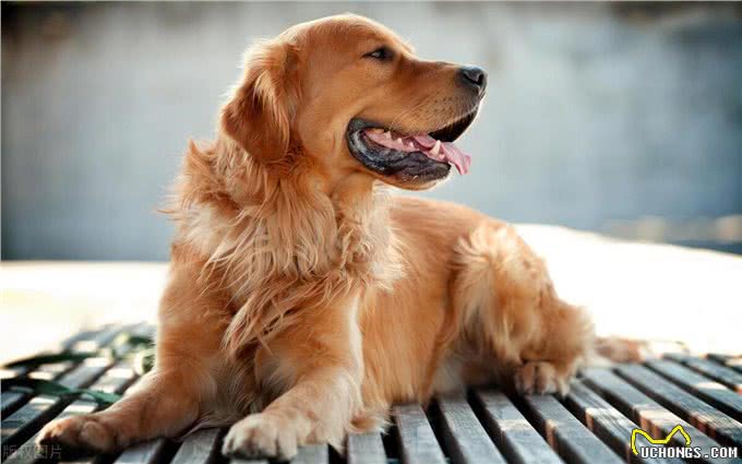 可卡犬VS金毛:选错宠物竟会让你追悔莫及的秘密!