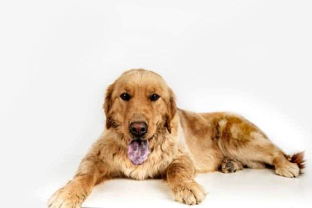 可卡犬VS金毛:选错宠物竟会让你追悔莫及的秘密!