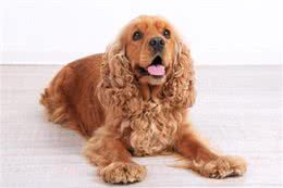 可卡犬VS金毛:选错宠物竟会让你追悔莫及的秘密!