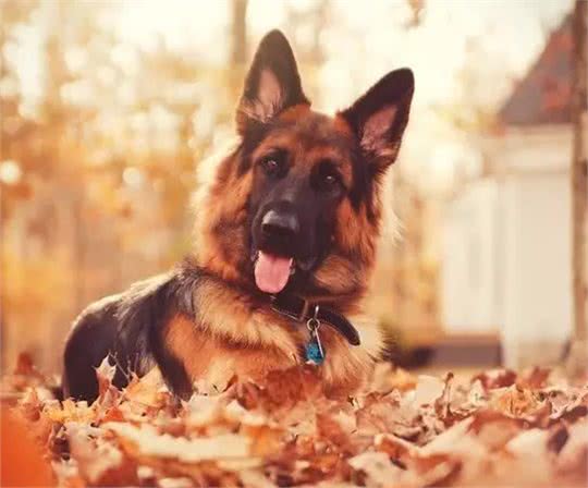 据说是最接近完美的工作犬!犬种小科普之威猛帅气的德国牧羊犬!