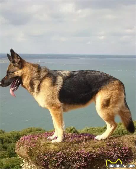 据说是最接近完美的工作犬!犬种小科普之威猛帅气的德国牧羊犬!