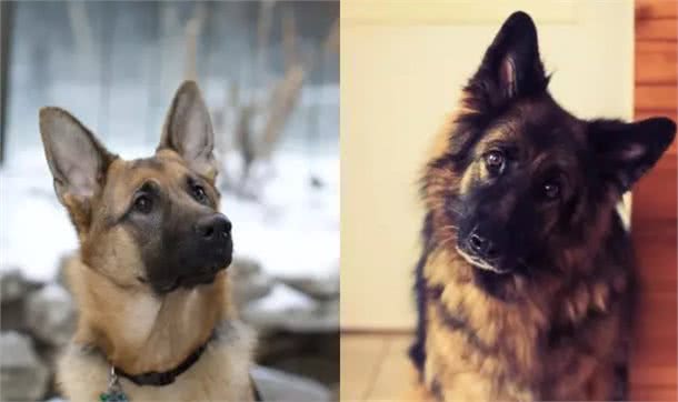 据说是最接近完美的工作犬!犬种小科普之威猛帅气的德国牧羊犬!