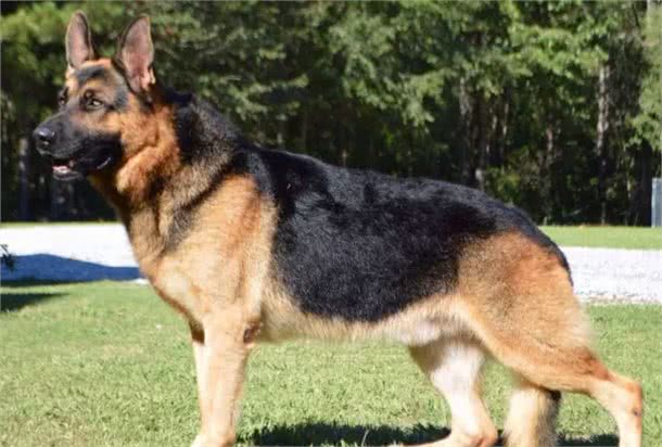 据说是最接近完美的工作犬!犬种小科普之威猛帅气的德国牧羊犬!