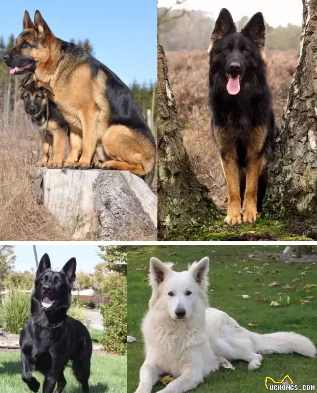 据说是最接近完美的工作犬!犬种小科普之威猛帅气的德国牧羊犬!